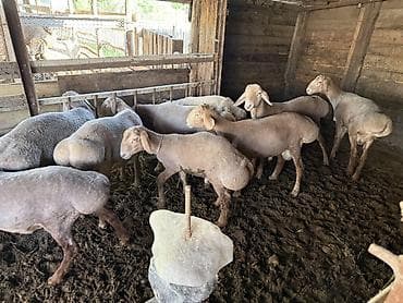 матки пчел: Продаю | Баран (самец) | На забой | Племенные — 2