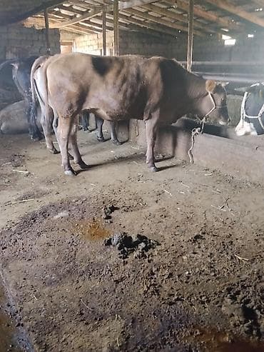 карова галштин: Продаю | Корова (самка) | На забой — 3