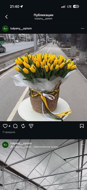 Тюльпаны свежего среза — однотонные и пёстрые сортовые варианты. -