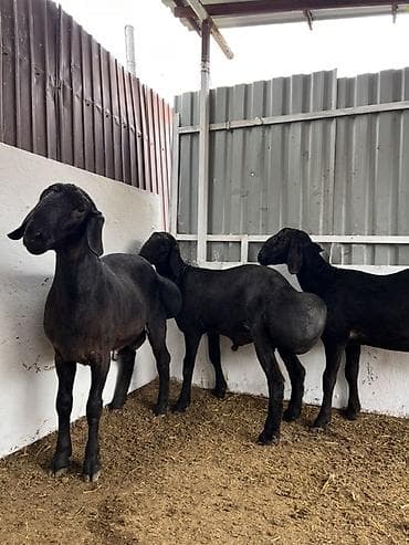 карп кой: Продаю | Баран (самец) | Эдильбаевская | Для разведения | Племенные — 5