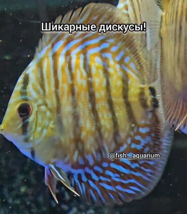 форель бишкек: Шикарные Дискусы! 
Дискус - аквариумная рыбка
цена: 0 — 11