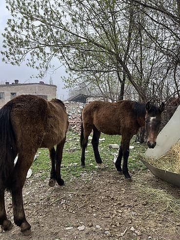 итер: Сатам | Тай | Көбөйтүү үчүн | Асыл тукумдуу — 1