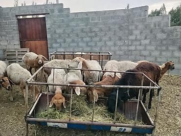 дом для кош: Продаю | Овца (самка) | Арашан | Для разведения | Матка — 3