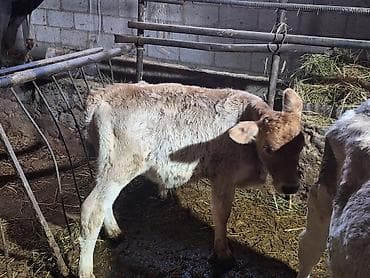 Животные: Продаю | Музоо, торпок | На откорм | Искусственник — 7