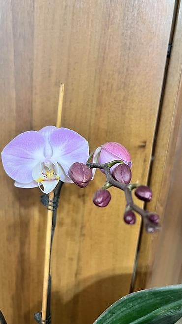 отун чырпык: 1Орхидея адаптированная 2 цветоноса, отличная корневая система 1500 — 3
