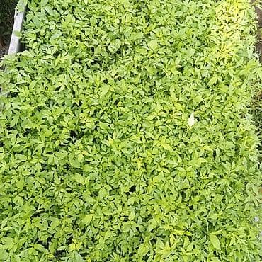 цены на мясо в кыргызстане: Рассада — 1