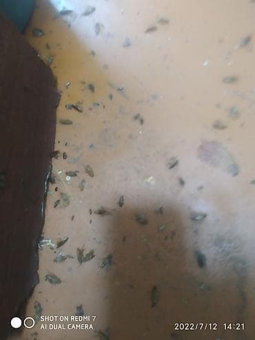 чистка квартиры от тараканов: Таракан хлоп курт кумурска даарылайбыз. Кафе магазин двор квартира — 1