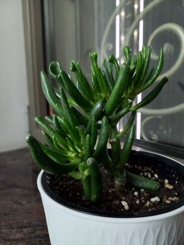 семена жусая: Крассула хоббит — 1