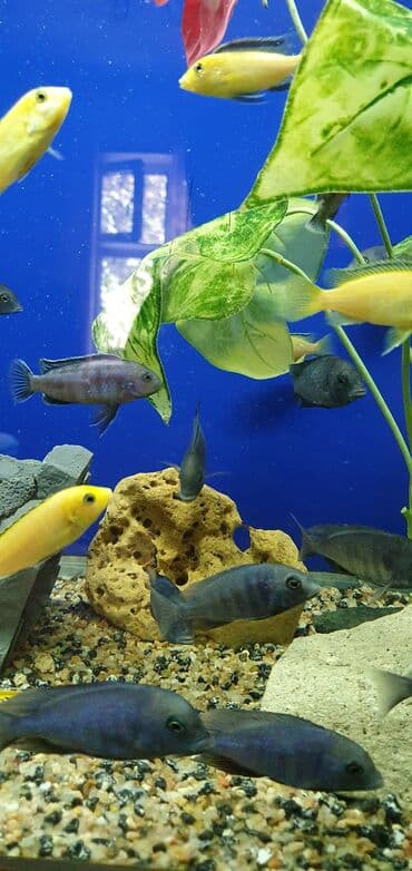 рыба аквариума: Аквариумные рыбки-цихлиды на любой вкус!!! Огромный выбор цихлид для — 6