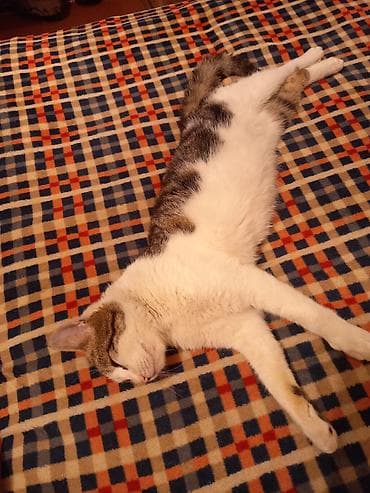 кошка сфинкс с шерстью: Кошка даром: Беспородная, 1 год, Мальчик, Приучена к лотку, Проглистована — 7