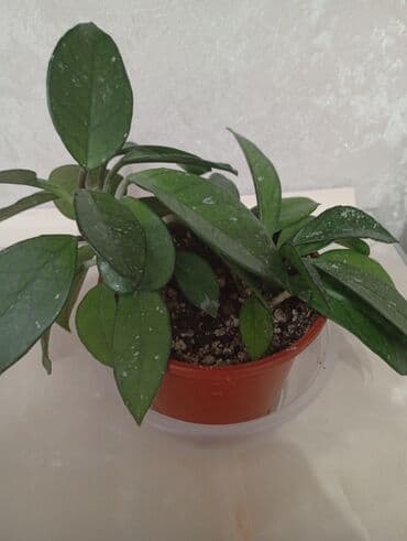 торфяные горшочки для рассады: Продаю хойи — 2