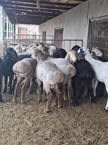 С/х животные и товары: Продаю | Овца (самка) | На забой — 9