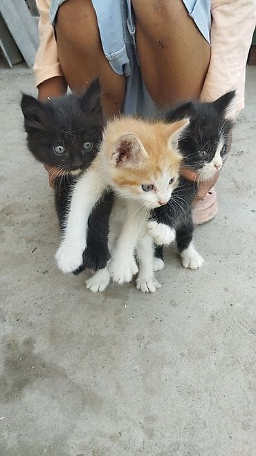 даром кошка: Котята – помет из трёх малышей - Возраст: маленькие котята (на фото — 2