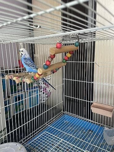 Үй жаныбарлары: 🦜 Срочно продаётся синий волнистый попугай с клеткой! В связи с — 2