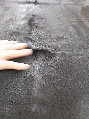 Үй жана бакча: Продаю натуральную шкуру коровы. Прекрасное дополнение к интерьеру — 2