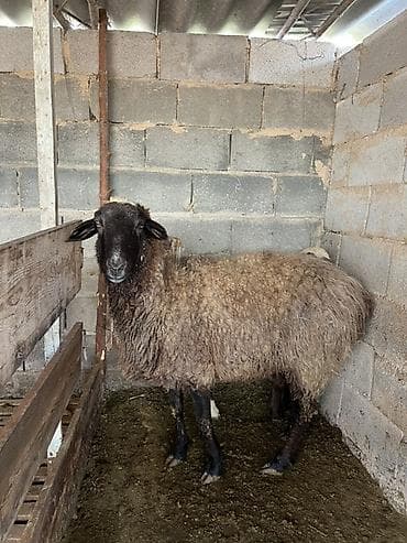 Лошади, кони: Продаю | Овца (самка) | Для разведения | Матка — 2