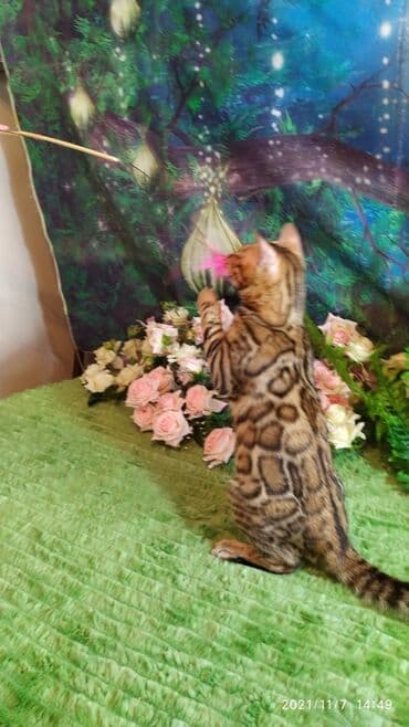 купить породистых котят: Шикарные бенгальские котята 3-4мес. Лучший подарок для любящего — 4