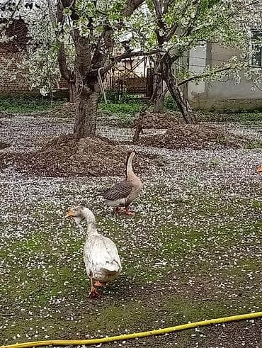 утинные яйца: Гусиные яйца - Натуральные яйца от домашних гусей, свободный выгул на — 2