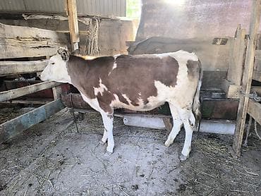 бык: Продаю | Тёлка | Алатауская | Для разведения | Не стельные — 1