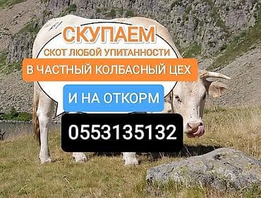 Животные: Скупка сельскохозяйственного скота для колбасного производства и на — 1