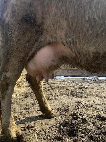 бык швиц: Продаю | Корова (самка) | Для молока | Привязанные — 4