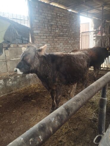 ыссык куле: Сатам | Бука (эркек), Кунаажын | Алатоолук | Көбөйтүү үчүн — 3