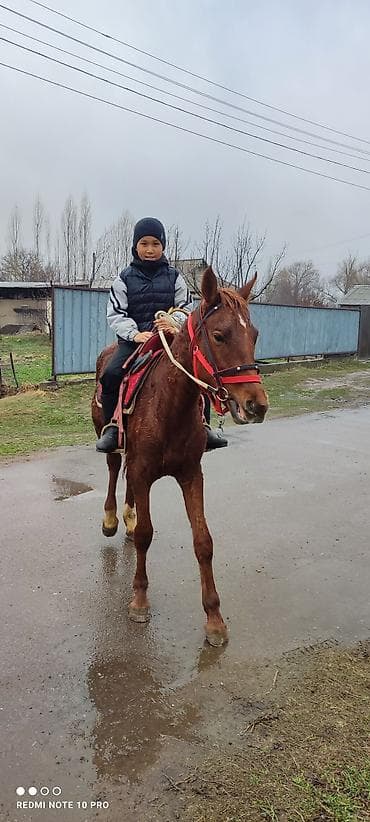 Үй жаныбарлары: Сатам | Бээ (ургаачы) | Жумушка — 2