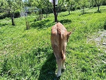 быки породистые: Продаю | Бык (самец) | Для разведения | Привязанные — 2