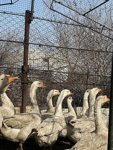 клетка для несушек купить: Продаются гуси 2500 торг уместен самовывоз, Сокулук — 2