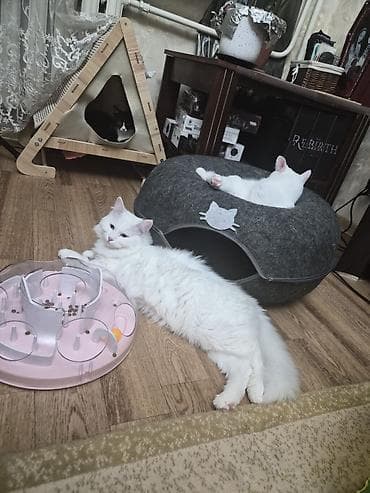 турецкая ангора: Кошка даром: Ангорская, 9 месяцев, Девочка, Кастрирована, Метис, Приучена к лотку — 9