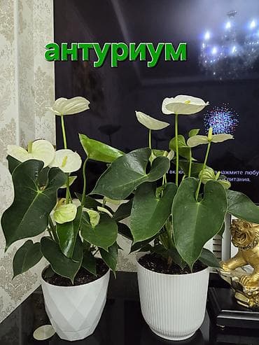 Комнатные растения в горшках: 1) Антуриум (светло‑кремовые/белые at lalafo.kg Комнатные растения в горшках: 1) Антуриум (светло‑кремовые/белые