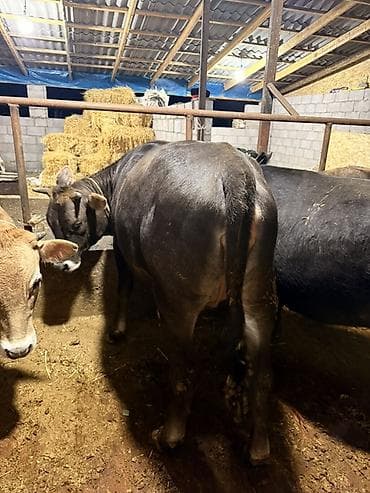 полукровка тай: Продаю | Бык (самец), Тёлка | Полукровка | На откорм — 2