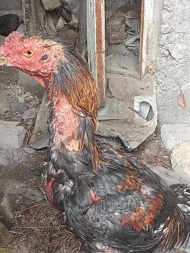 Зоотовары: Продаю | Петух | Бойцовая | Для разведения — 2