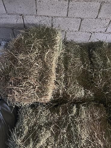 ящик для хранения: Сено в тюках - Вид: луговое/злаковое сено в прямоугольных тюках. - — 3