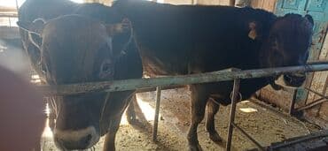 продаю дойная корова: Продаю | Бык (самец) | На откорм | Привязанные — 2