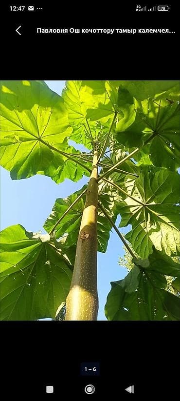 сироп барбадос: Саженцы — 3