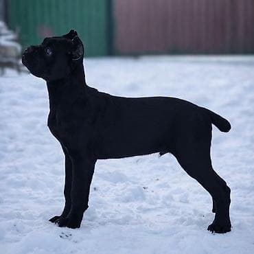 ит пидбул: Кане Корсо. Щенки кане корсо. Профессиональный питомник Итальянского — 6