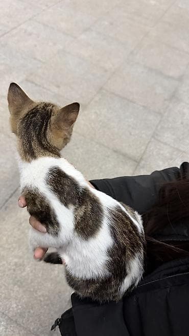 Животные: Котёнок, полосато-белый окрас (табби с белым), короткошёрстный — 2