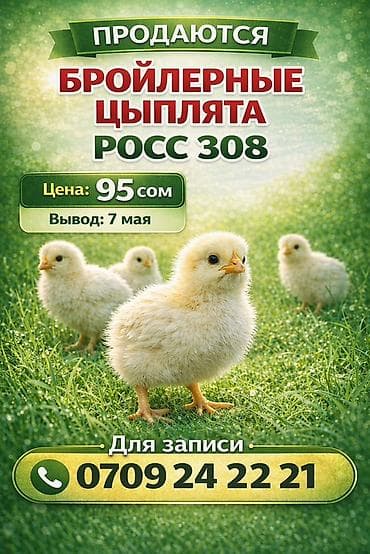 куплю курицу: Продаю | Цыплята | РОСС 308 | На забой — 1