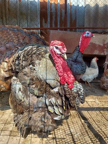 комнатные собаки: Продаю | Индюк (самец) | Для разведения | Племенные — 9