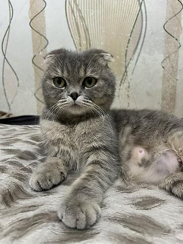 Скотиш Фолд (Шотландская вислоухая), 2 года, Девочка, Серый — 2
