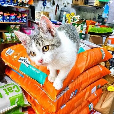кошки для гор: Котята в добрые руки, обработаны от паразитов, лоток на пять с плюсом — 1