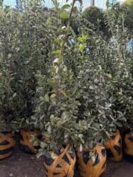 самшит декоративный кустарник: Көчөттөр дарактардын: Арчалар — 21