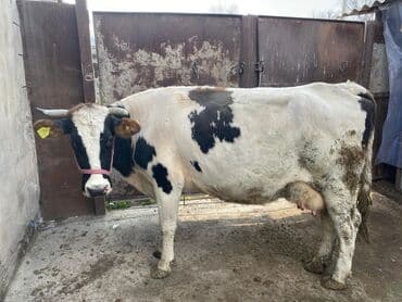 певчие птицы: Продаю | Корова (самка) | Для молока | Привязанные — 12
