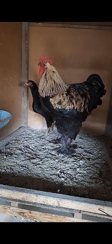 А\ч жаныбралары үчүн товарлар жана шаймандар: Сатам | Короздор | Брама | Көбөйтүү үчүн — 2