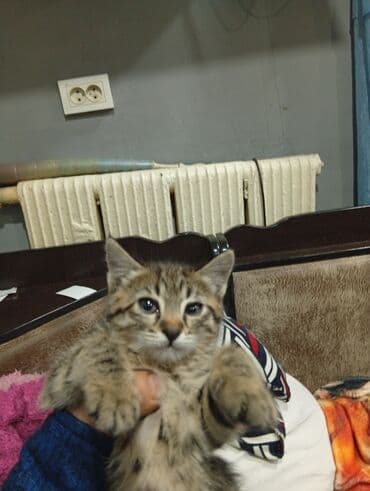 французские бульдог: Котёнок полосатиксьанет отличным компаньоном и принесёт много радости — 2