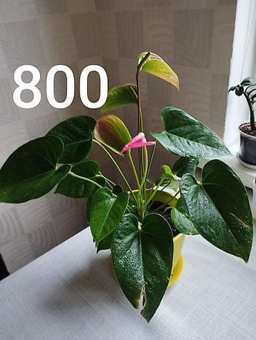 антуриум бишкек: Антуриум,светлое место,любит увлажнение,опрыскивать,не допускать — 6