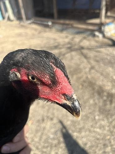 Услуги ветеринара: Продаю | Петух | Бойцовая | Для разведения — 2