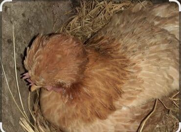 домик для кошки на улицу: Куплю квочку Курк тоок сатып алам Кара-балта — 1