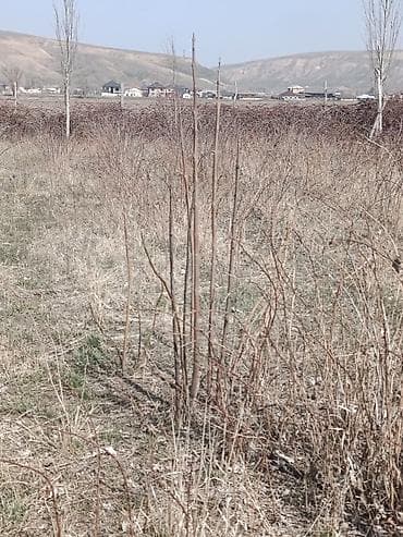 купить алоэ 5 лет: Саженцы — 3